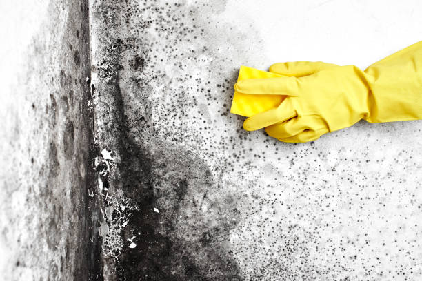 Best Black Mold Remediation in Hampton, MD