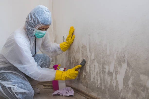 Best Preventive Mold Services in Hampton, MD