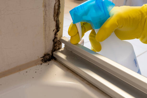 Best White Mold Remediation in Hampton, MD