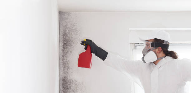 Best Bathroom Mold Remediation in Hampton, MD